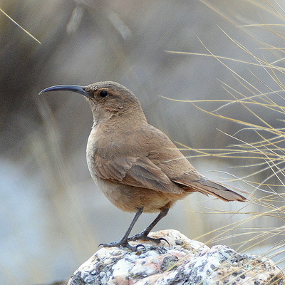 Buff Breasted Earthcreeper